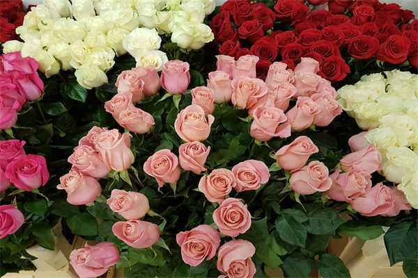 53岁买百万医疗保险多少钱？值得买吗？-PLB